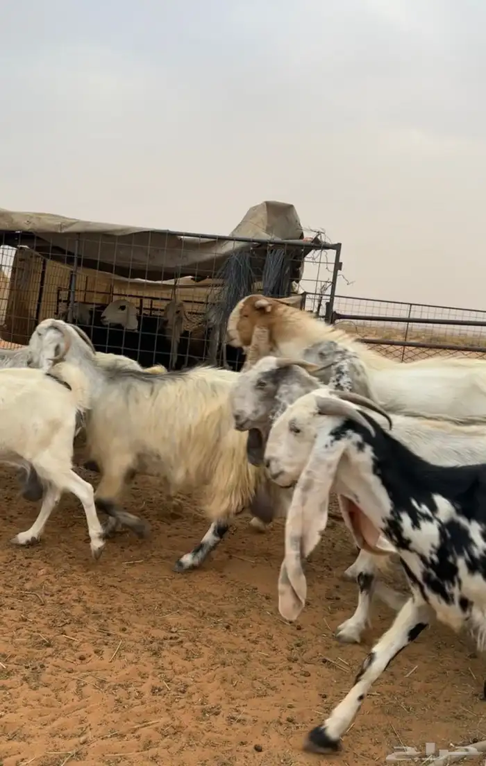 معزاء مراح كامل 18