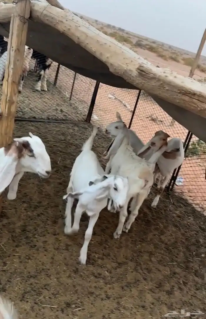 معزاء مراح كامل 23
