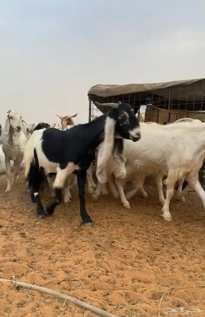 معزاء مراح كامل 7