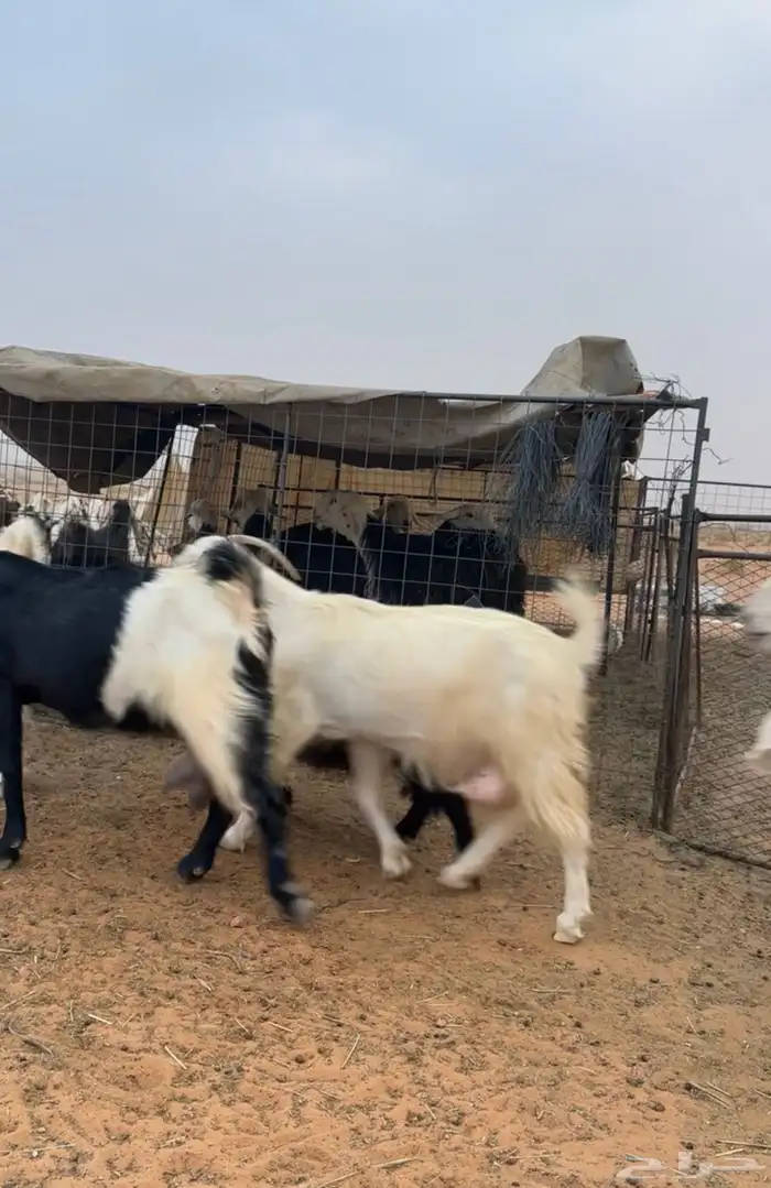 معزاء مراح كامل 11