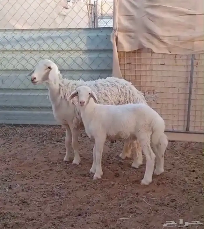 رخل جذعه متبع بخروف . 6