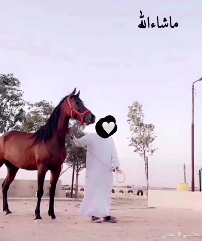 فرس لقاح الموقع عفيف 0