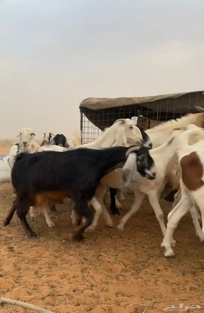معزاء مراح كامل 5
