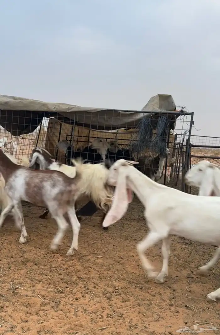معزاء مراح كامل 15