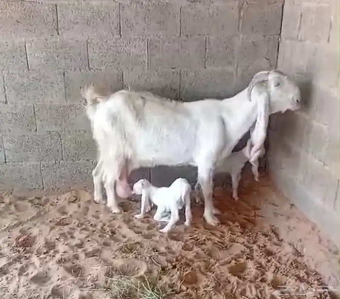 عنز مطوره برصا خصم 2