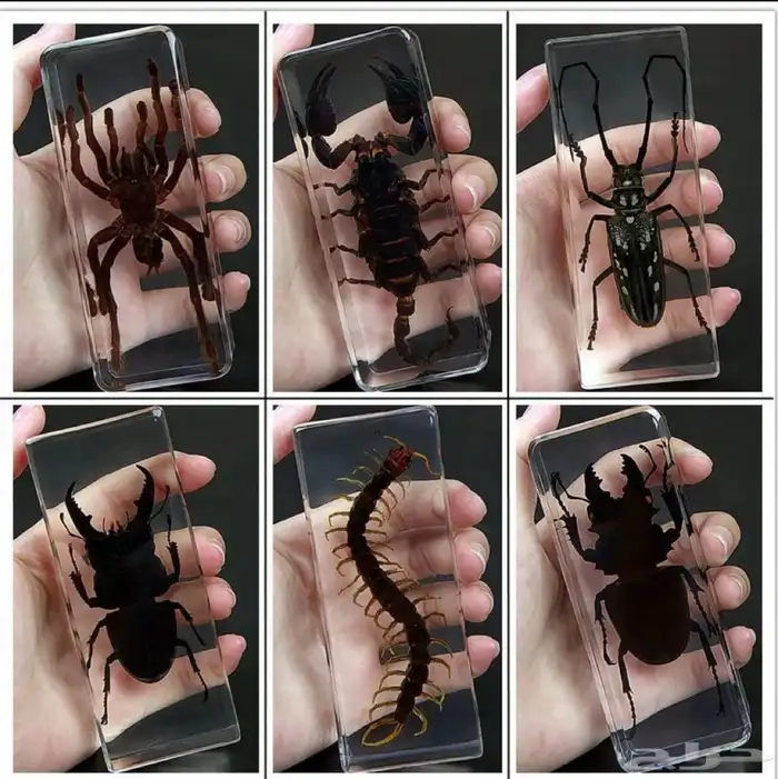 هدايا مميزه غريبة زين بها مكتبك فاجئ اصدقائك 0
