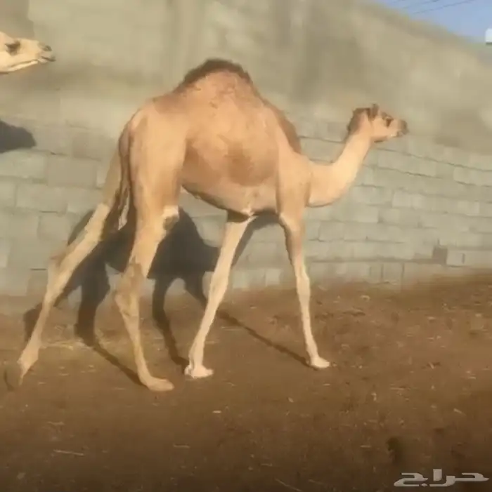 بكرتين مغلقه شحم 0