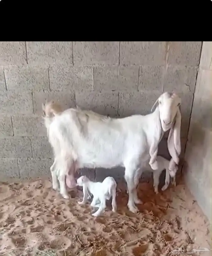 عنز مطوره برصا خصم 1
