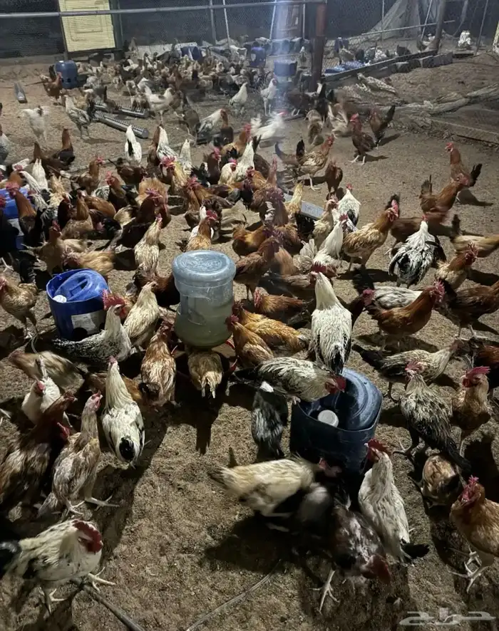 دجاج بلدي وفيومي الامنيوم وفيومي شبابي 1