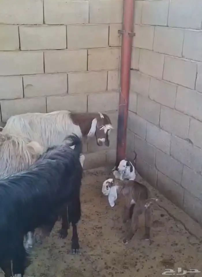 للبيع معزا وتيوس 1