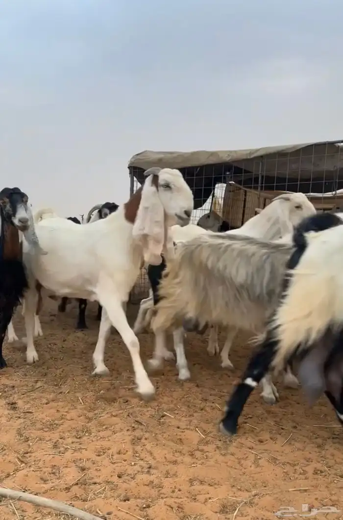 معزاء مراح كامل 6