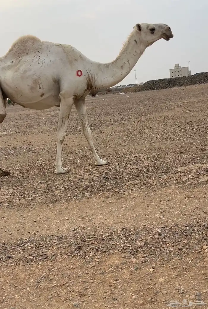 للبيع لقحه وضحى طيبه 0