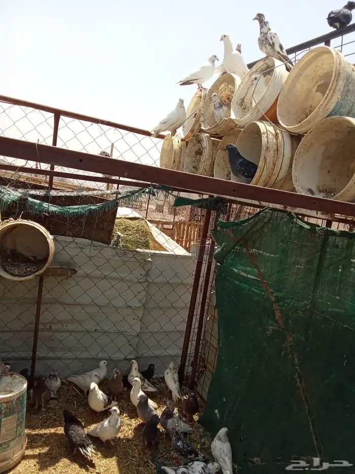 حمام للبيع 1