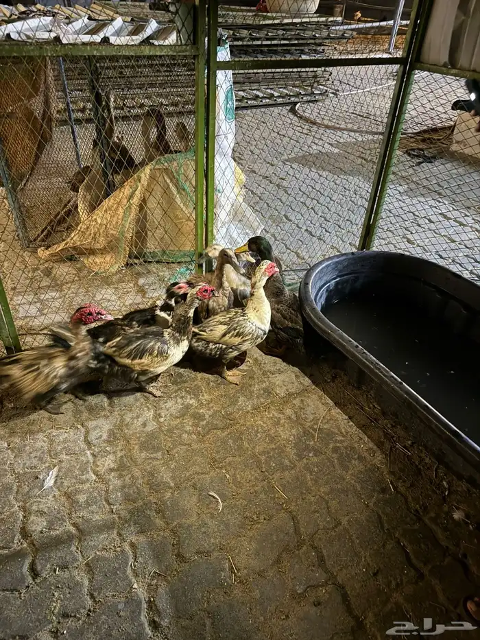 طاووس وبط ودجاج جميع الانواع 1