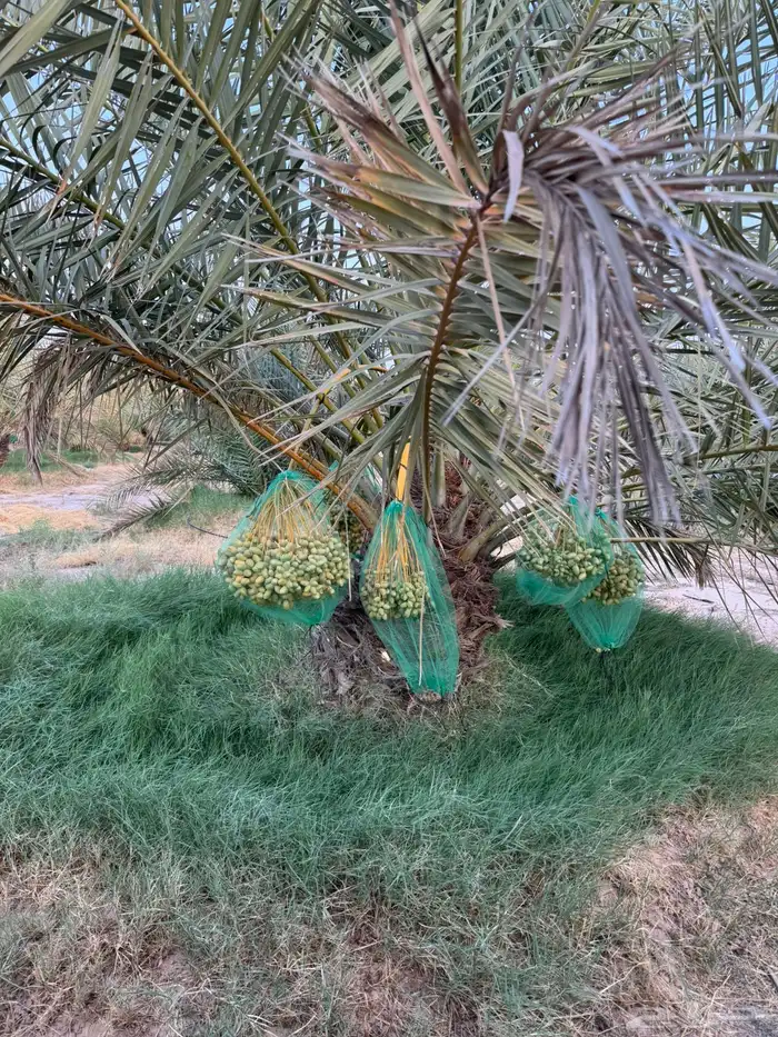 محصول نخل 8