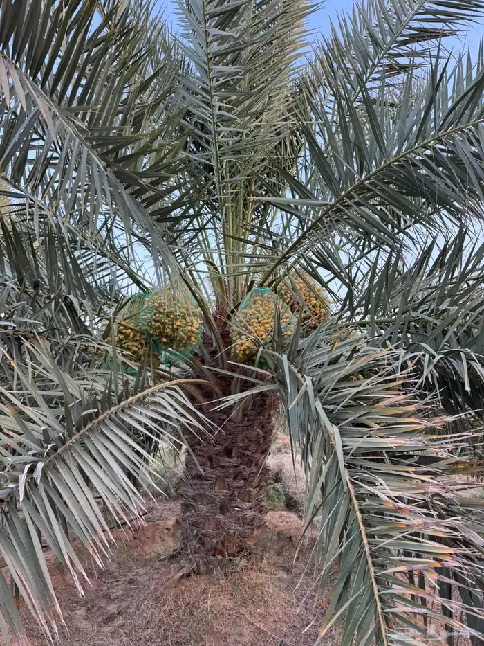 محصول نخل 3