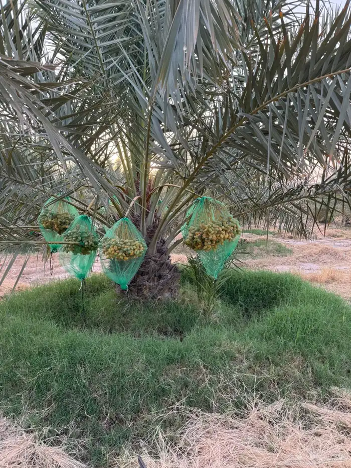 محصول نخل 14