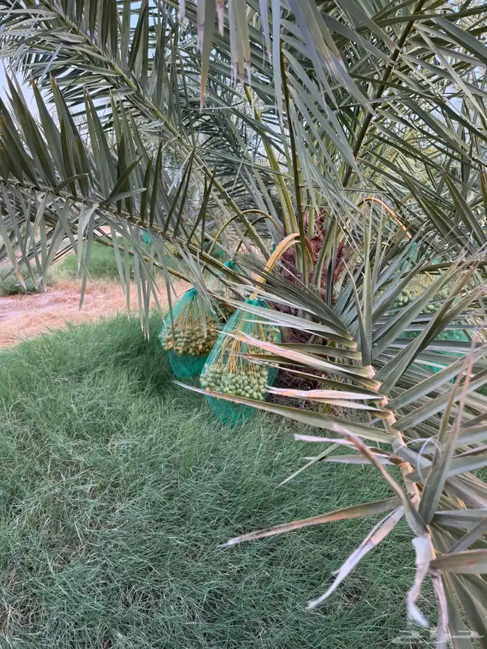 محصول نخل 0