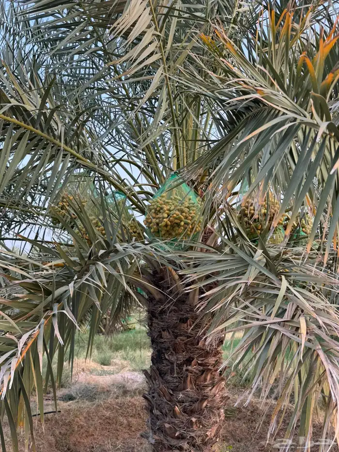 محصول نخل 2