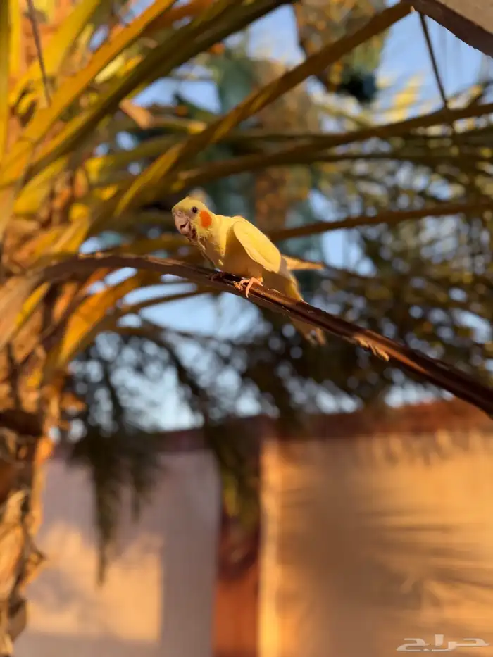 كروان لاتينو أليف 3