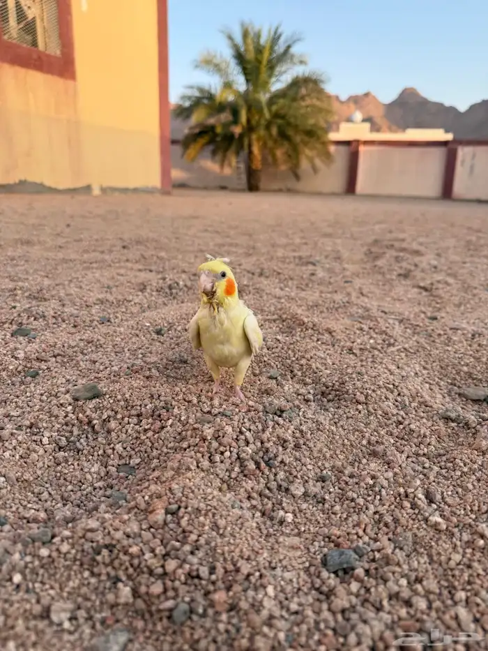 كروان لاتينو أليف 4