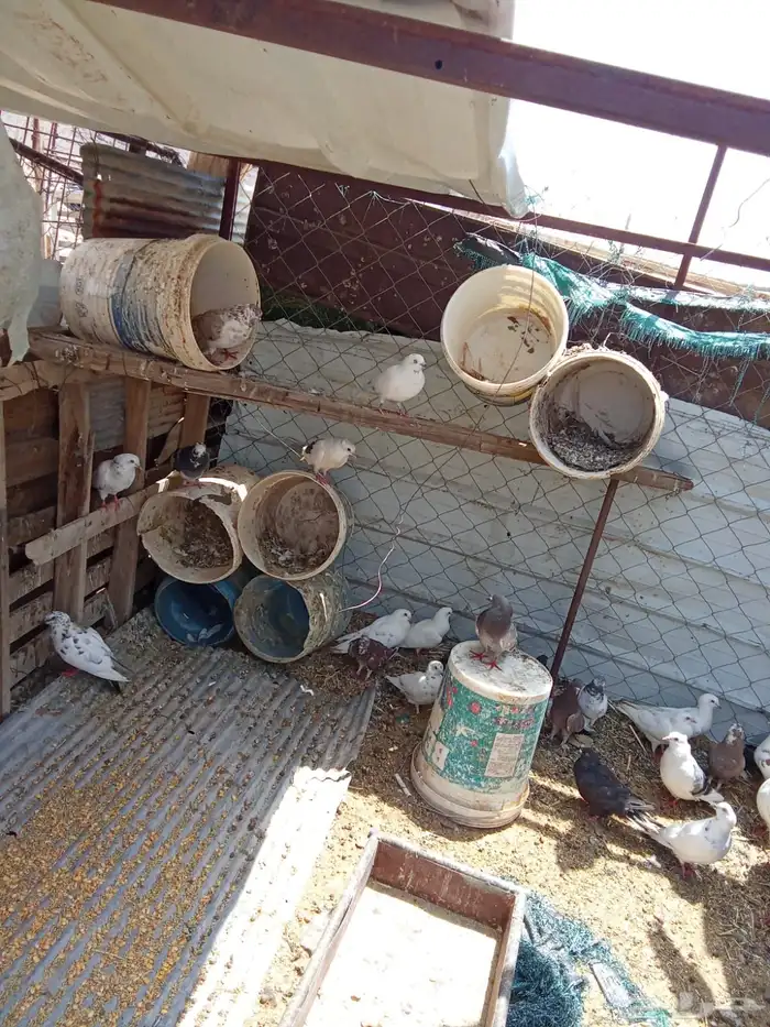 حمام للبيع 3