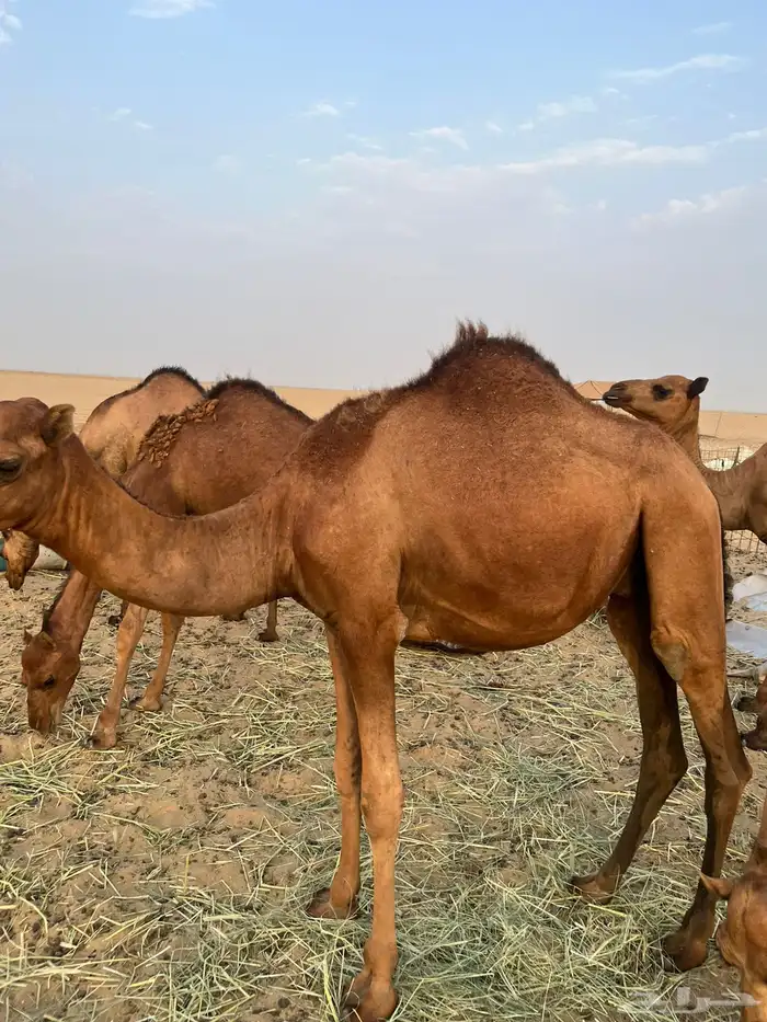 قعدان للبيع 2