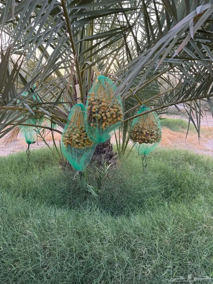 محصول نخل 7