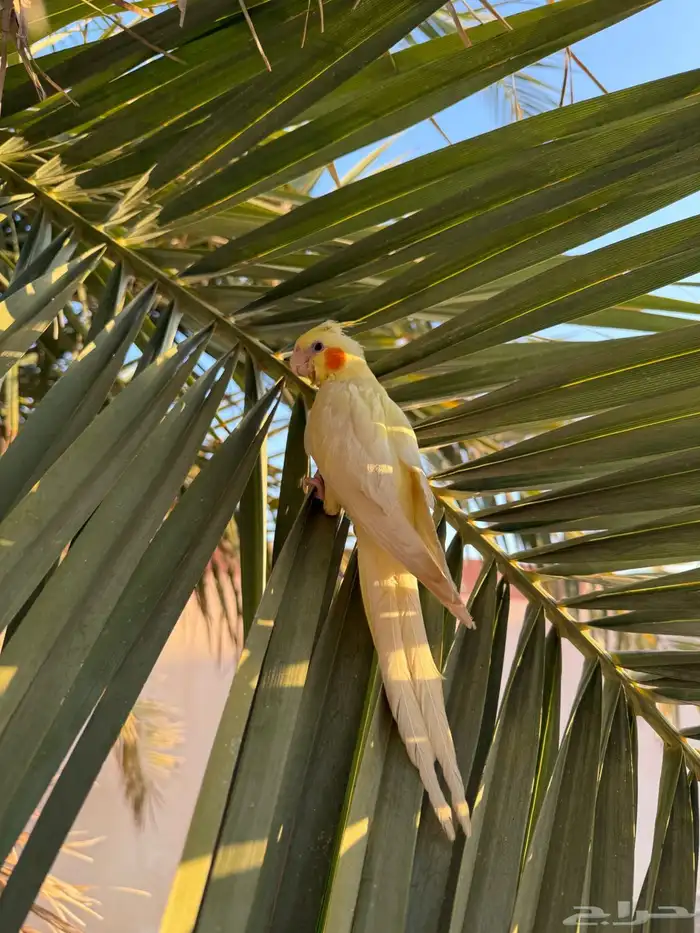 كروان لاتينو أليف 8