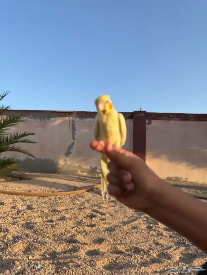 كروان لاتينو أليف 6