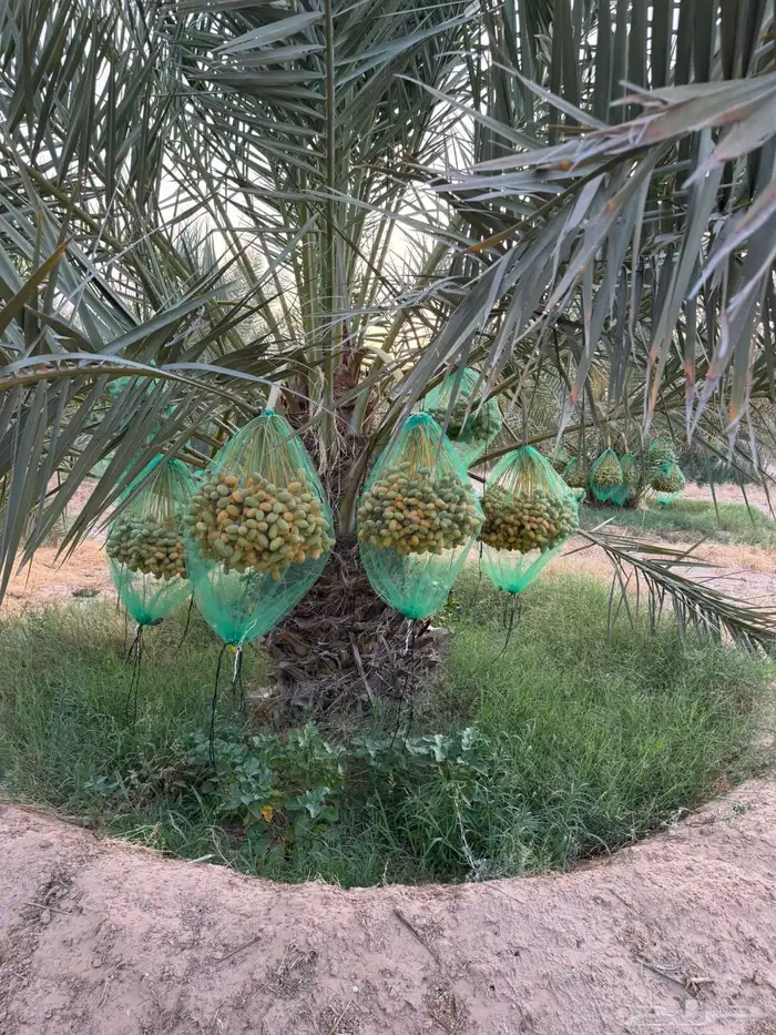 محصول نخل 5