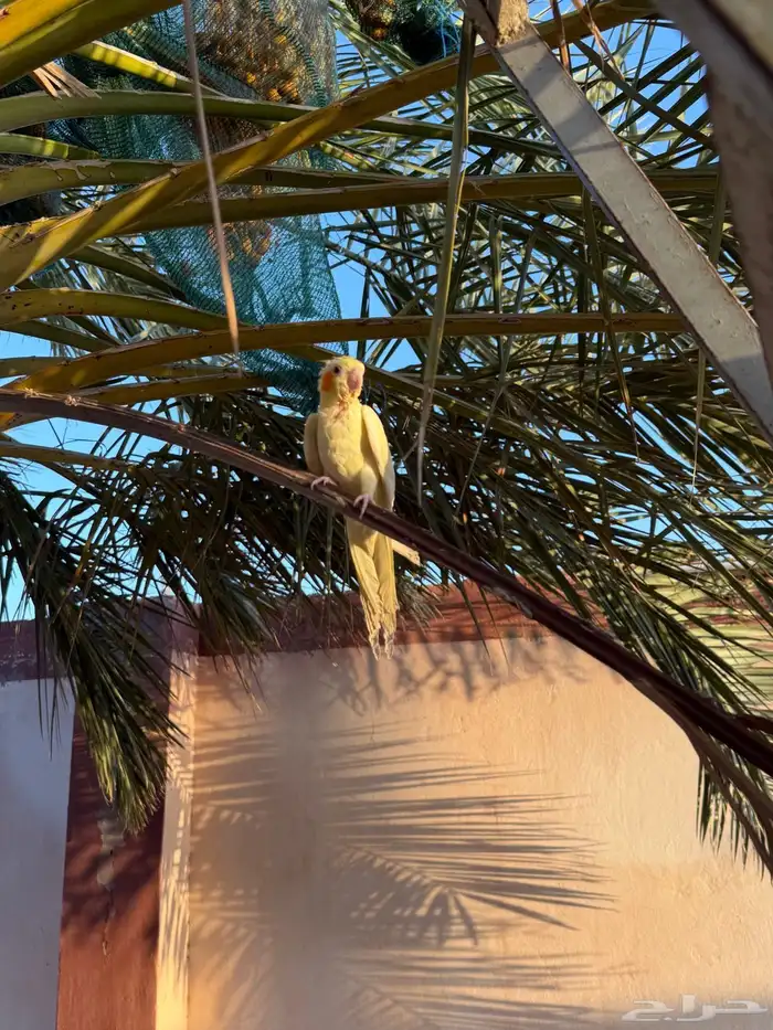 كروان لاتينو أليف 5