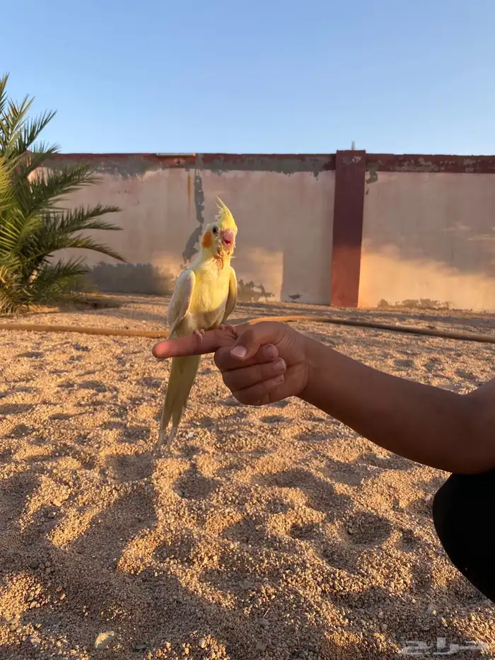 كروان لاتينو أليف 2