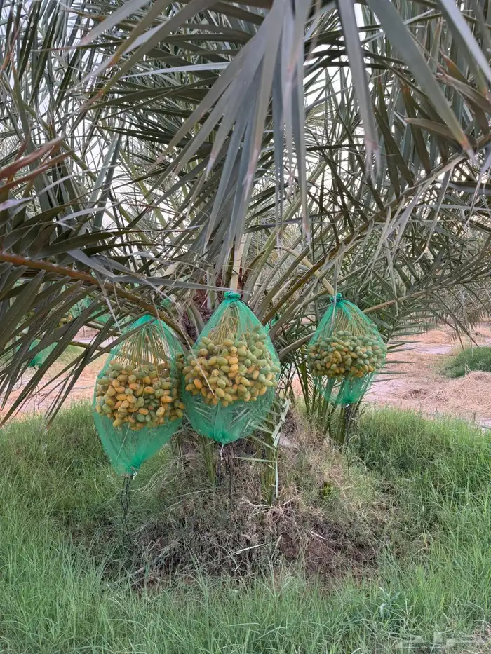 محصول نخل 10