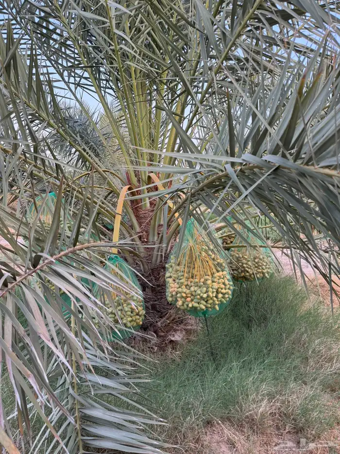 محصول نخل 4