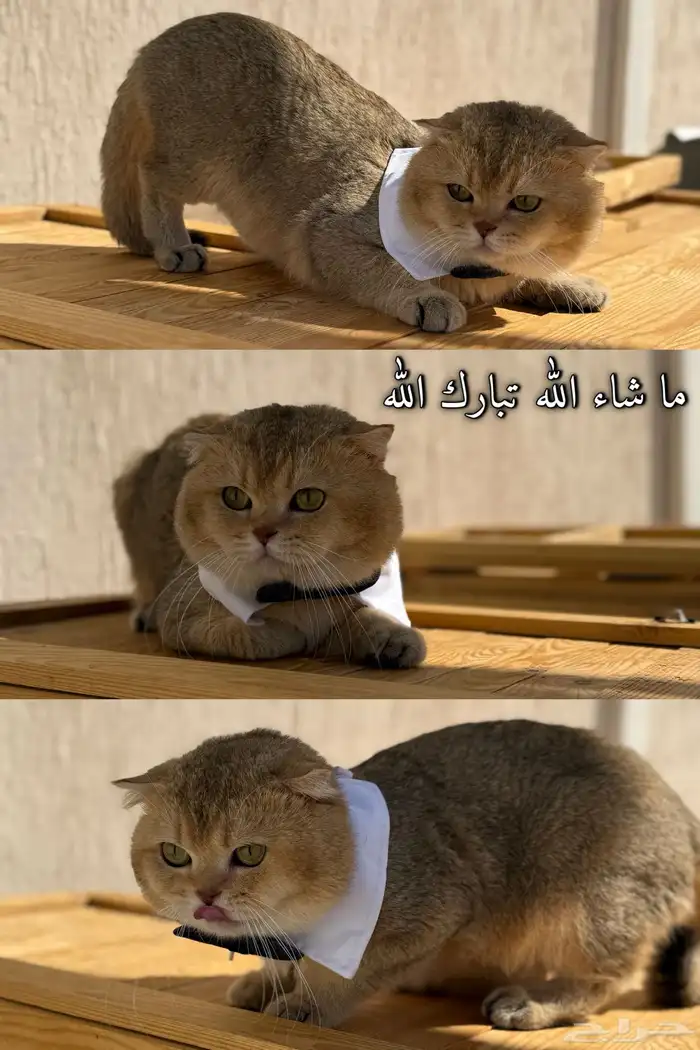 قط منتج سكوتش تربل فولد جامبو مستورد مع كامل اوراقه 2