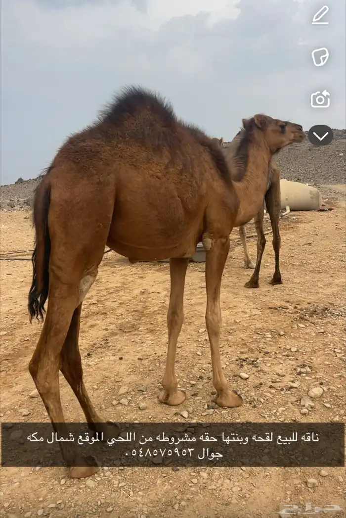 ناقه للبيع 0