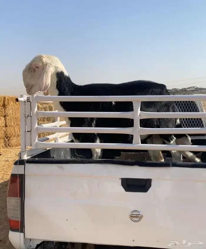 فحل نجدي جذع توه دخل ثني معرف صنف ( ينسف ) 0