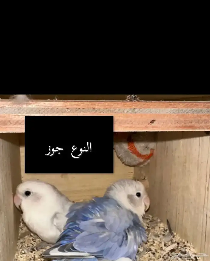 طيور روز 0