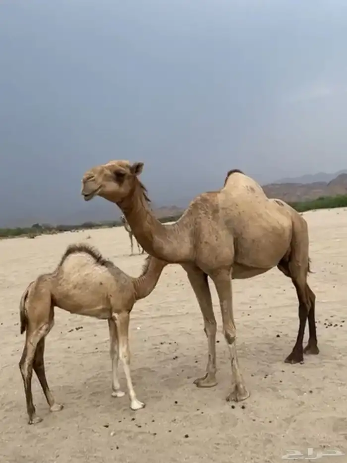 ابل اوارك 0