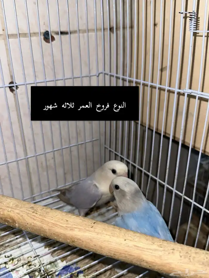 طيور روز 1