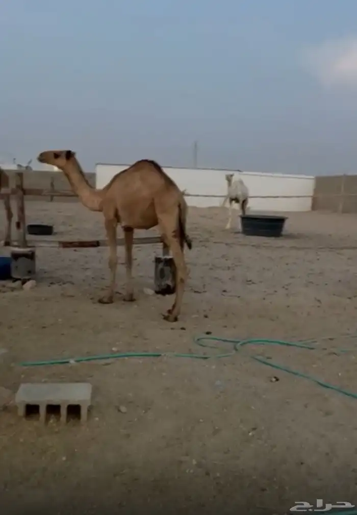 للبيع البكره المفروده 0