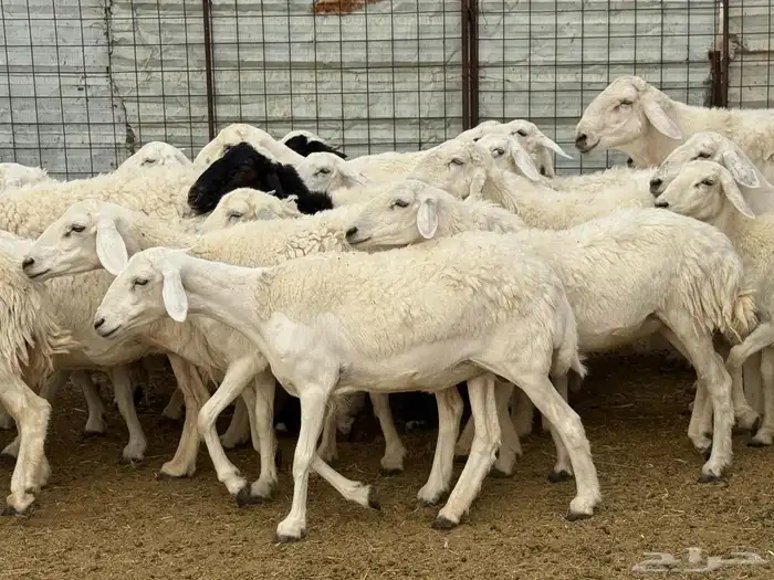 رخال وضان صنف طيب 1
