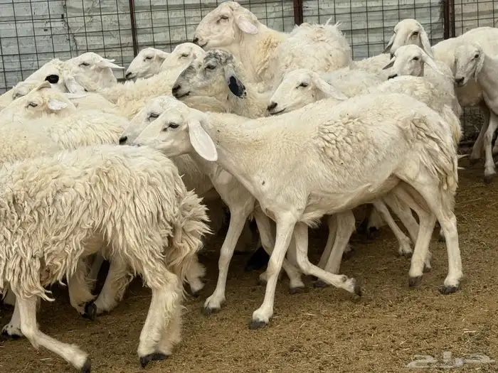 رخال وضان صنف طيب 3