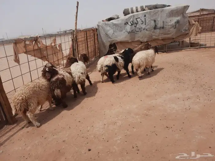ذبايح طيبه وبلدي 2