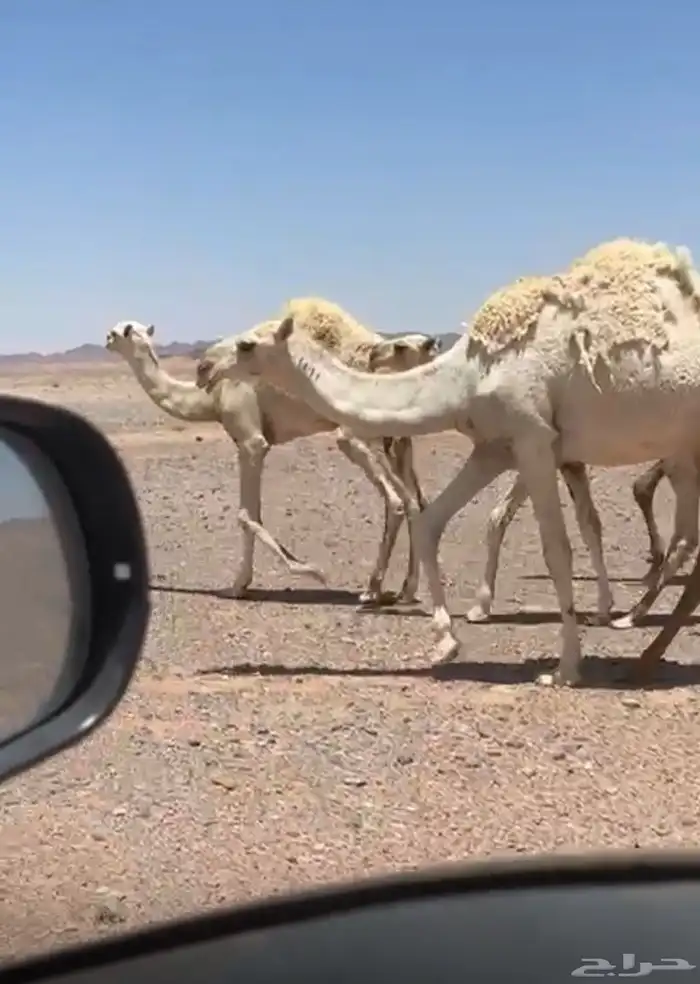 بكره مفروده عليانيه كفو اطيب من الصور 0