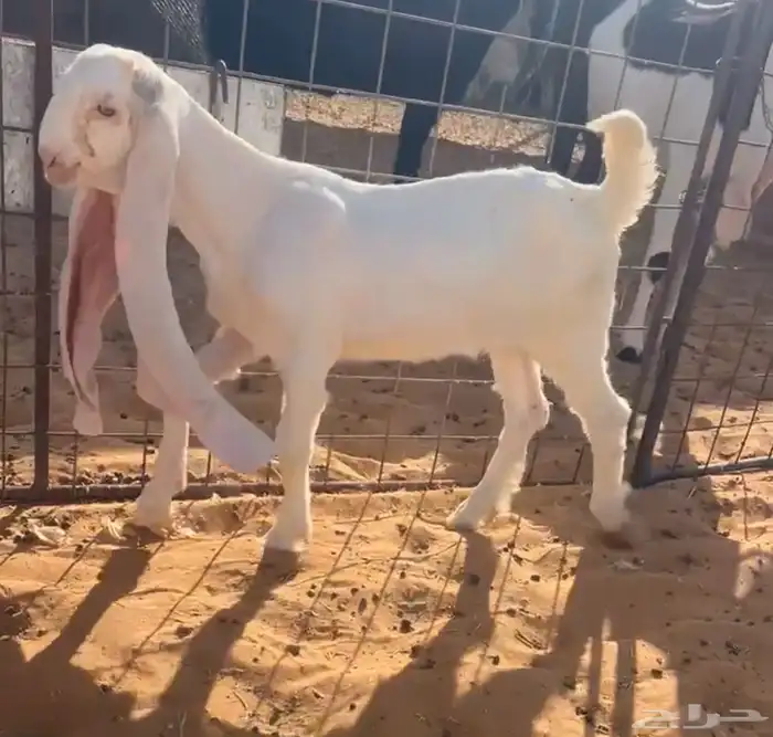 جفرة نادرة برصا 1