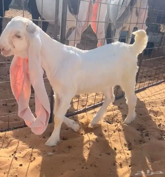 جفرة نادرة برصا 0
