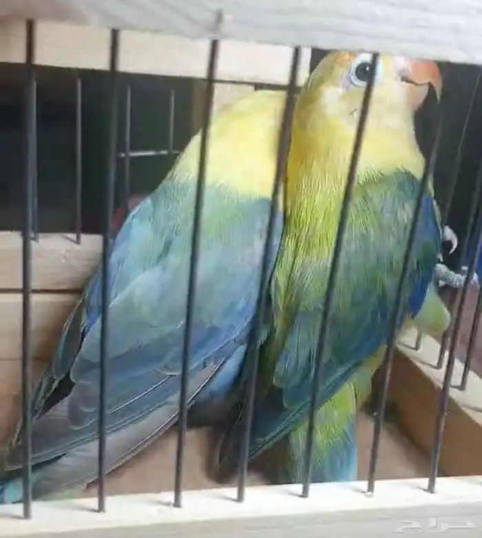 زوج فيشر طفره مستوى توب 3