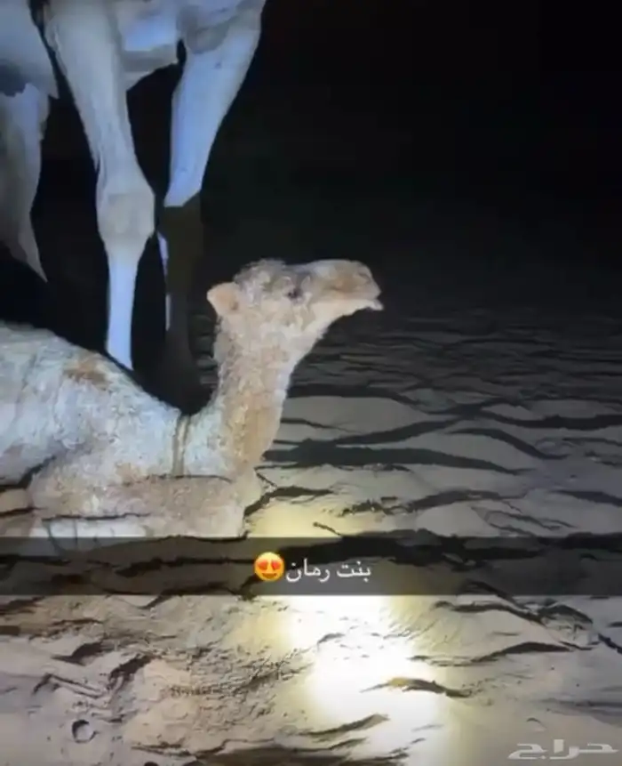 بعير رماني كفوو 2